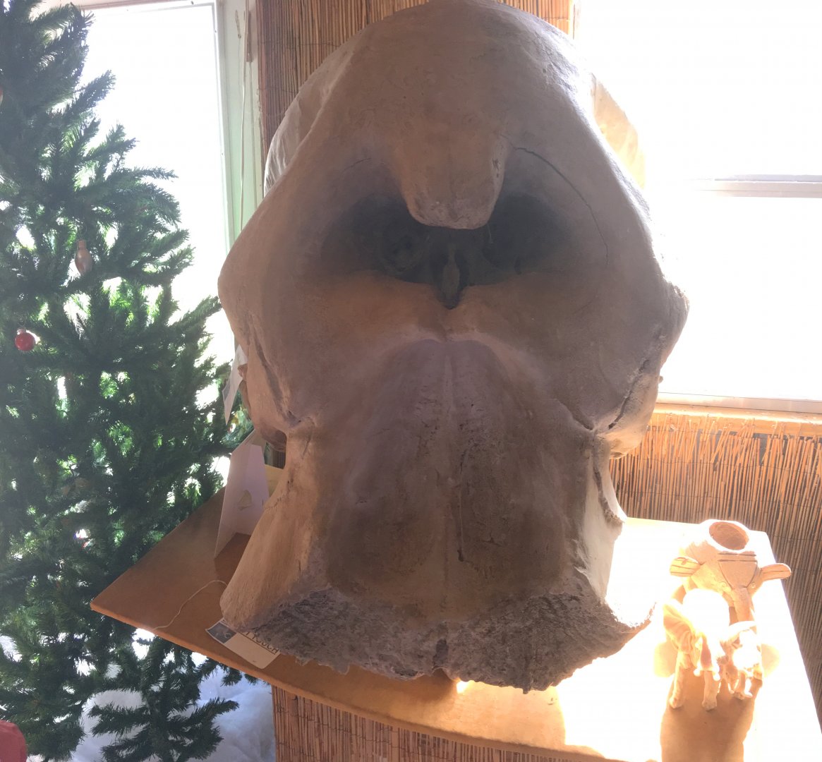 African Elephant Skull Cast