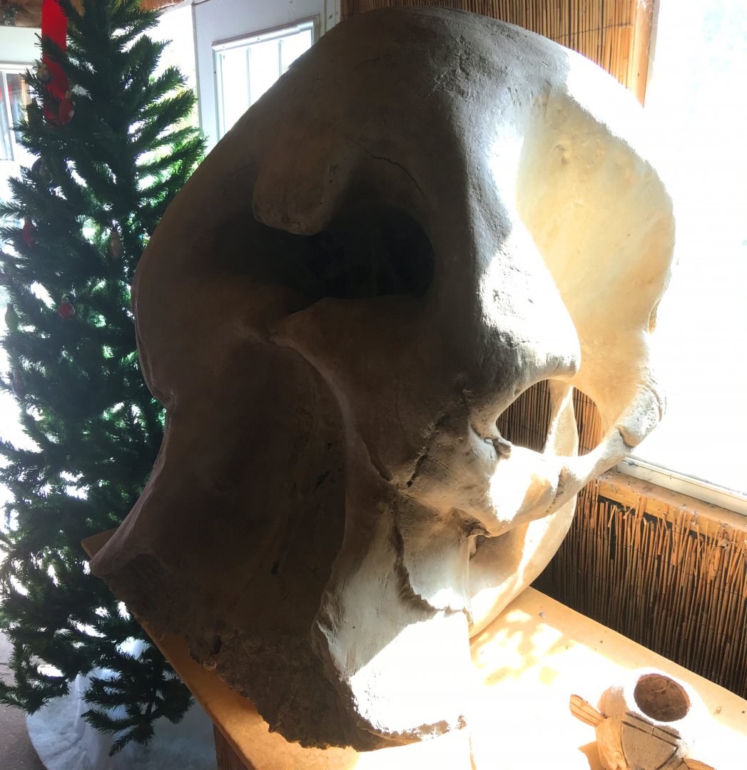 African Elephant Skull Cast