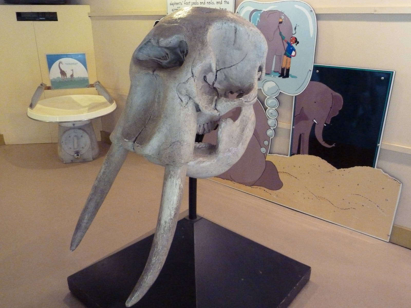 African Elephant Skull