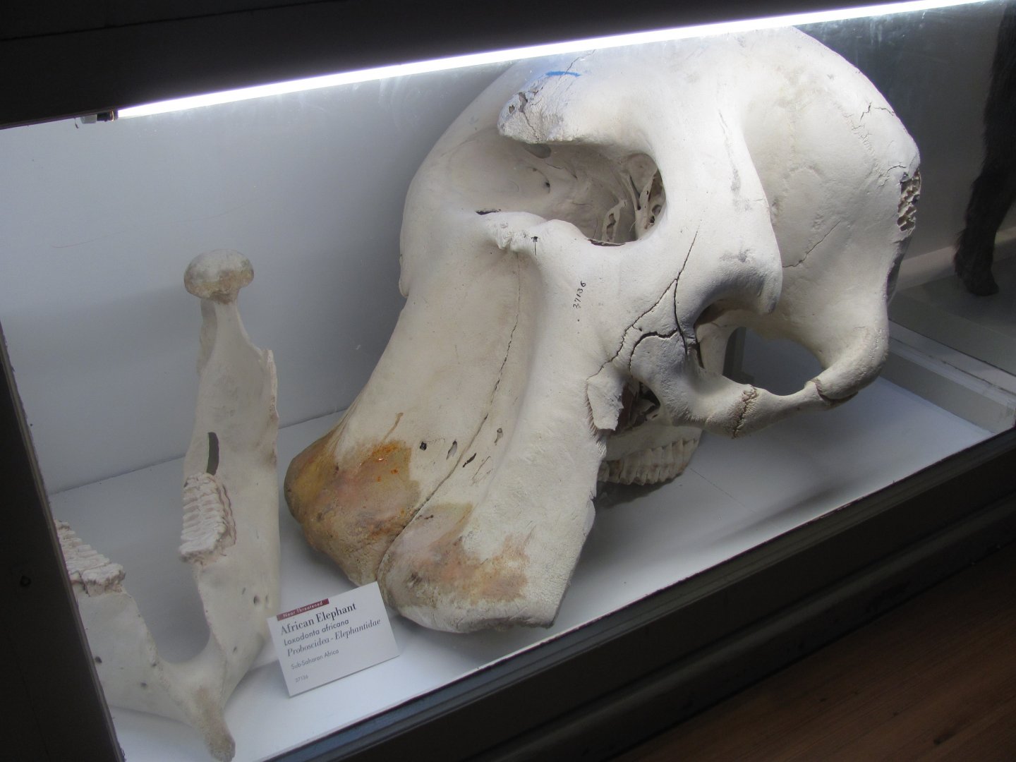 African Elephant Skull