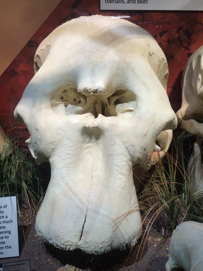 African Elephant Skull