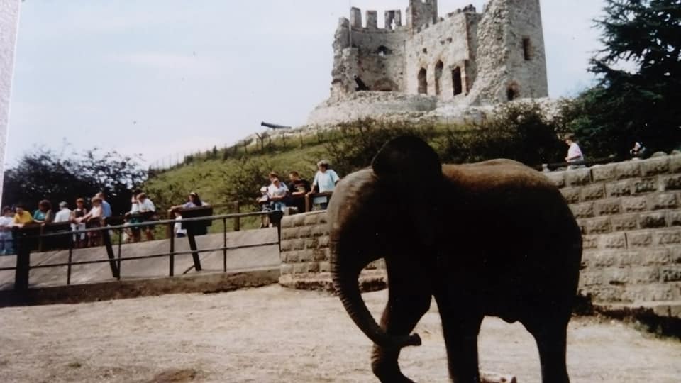 African Elephant - Summer 1990