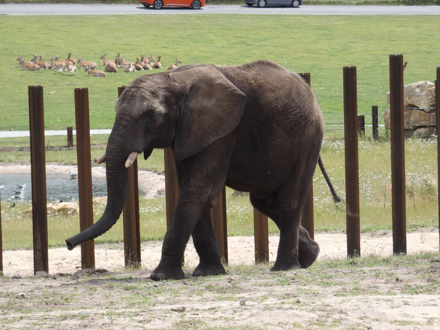 African elephant, Sutton