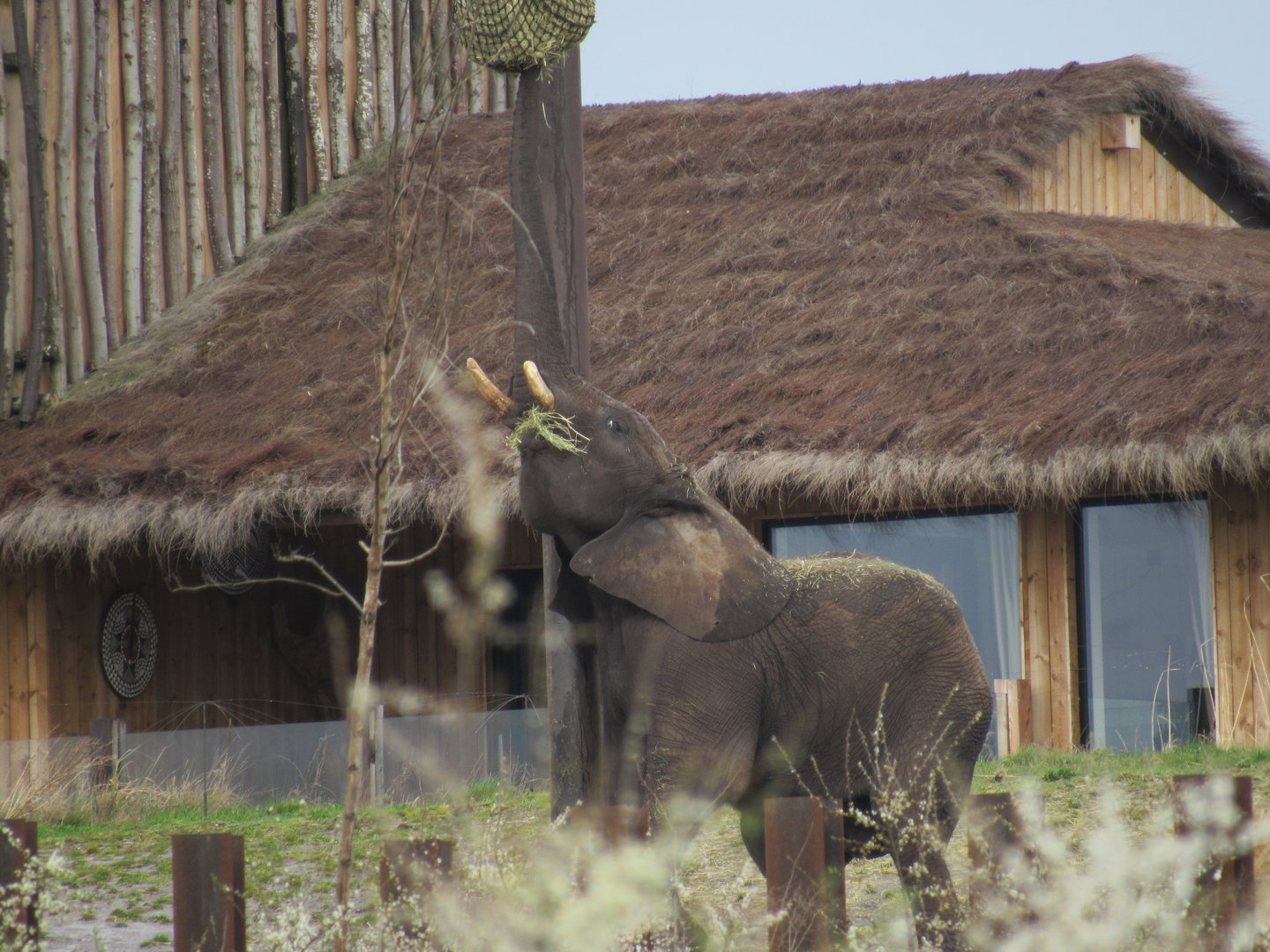 African Elephant - Sutton