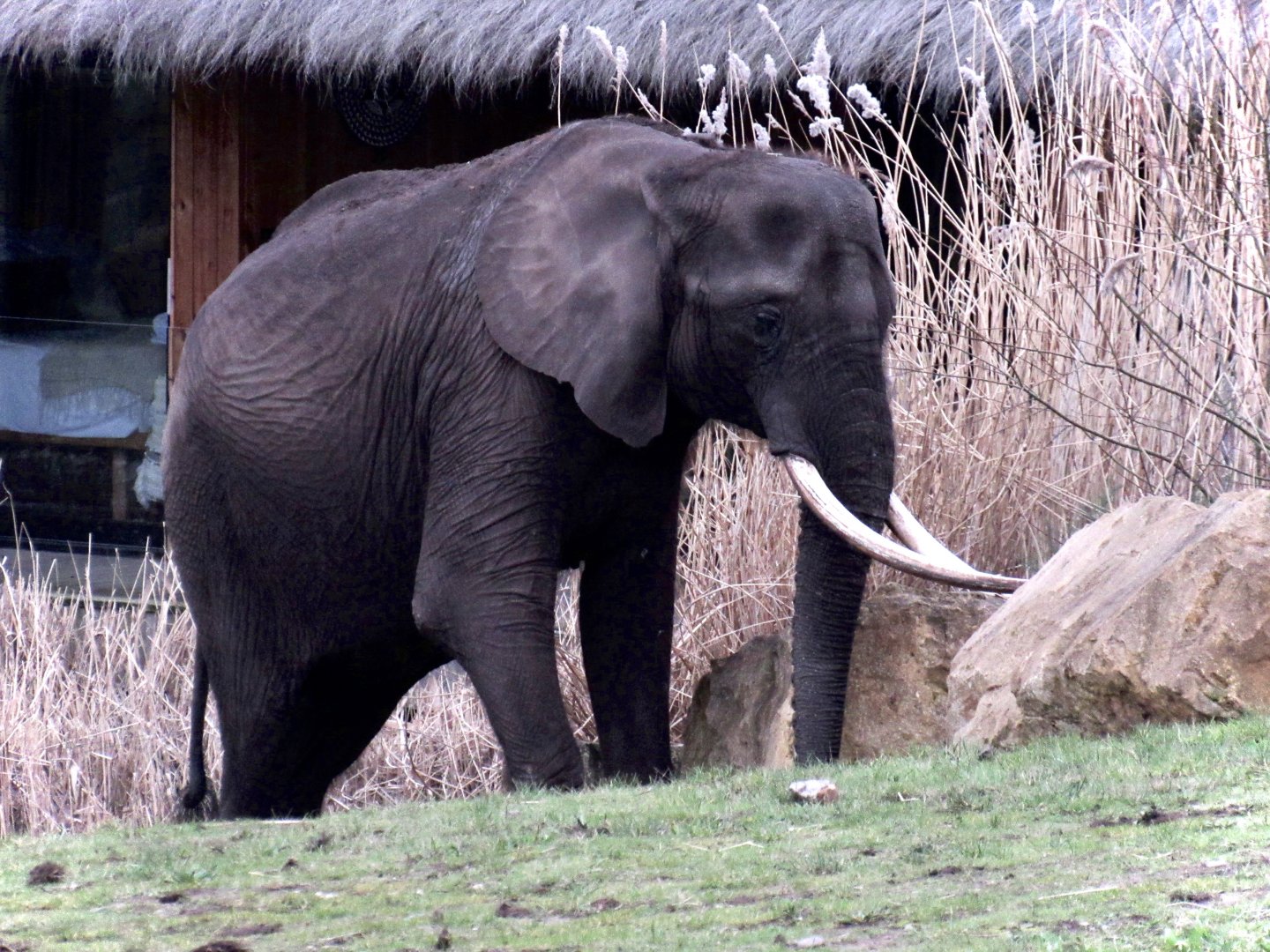 African elephant - Suzy