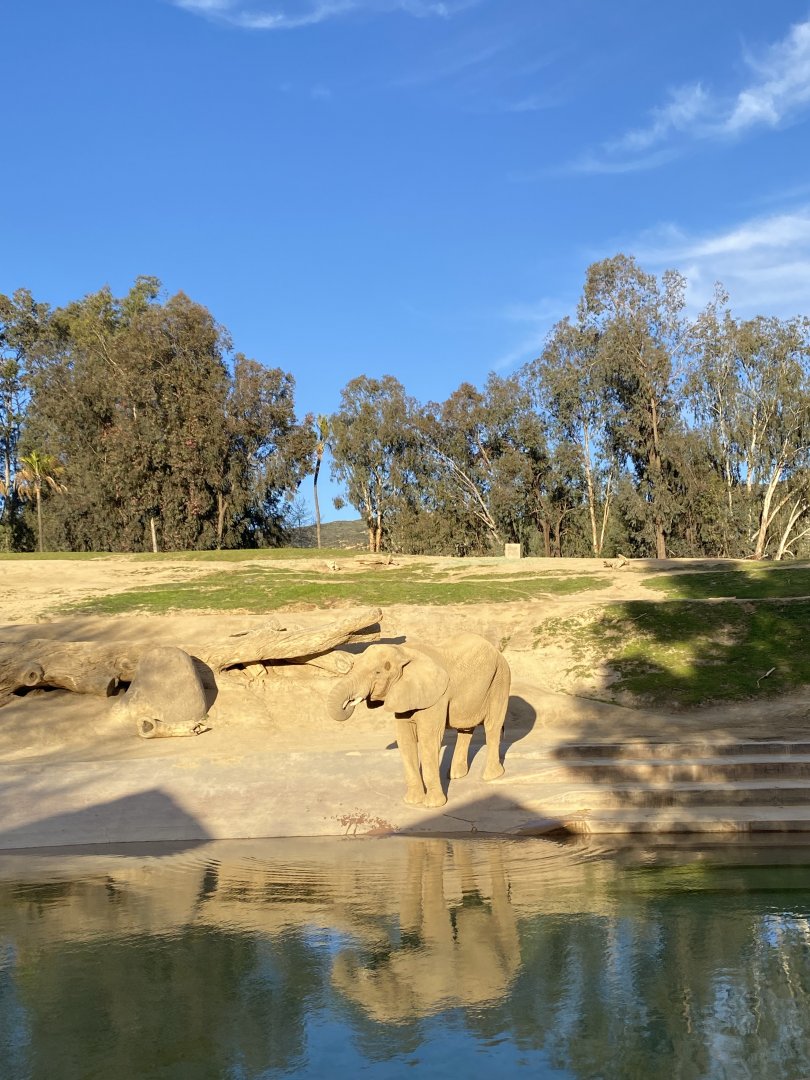 African Elephant Swazi - Elephant Valley