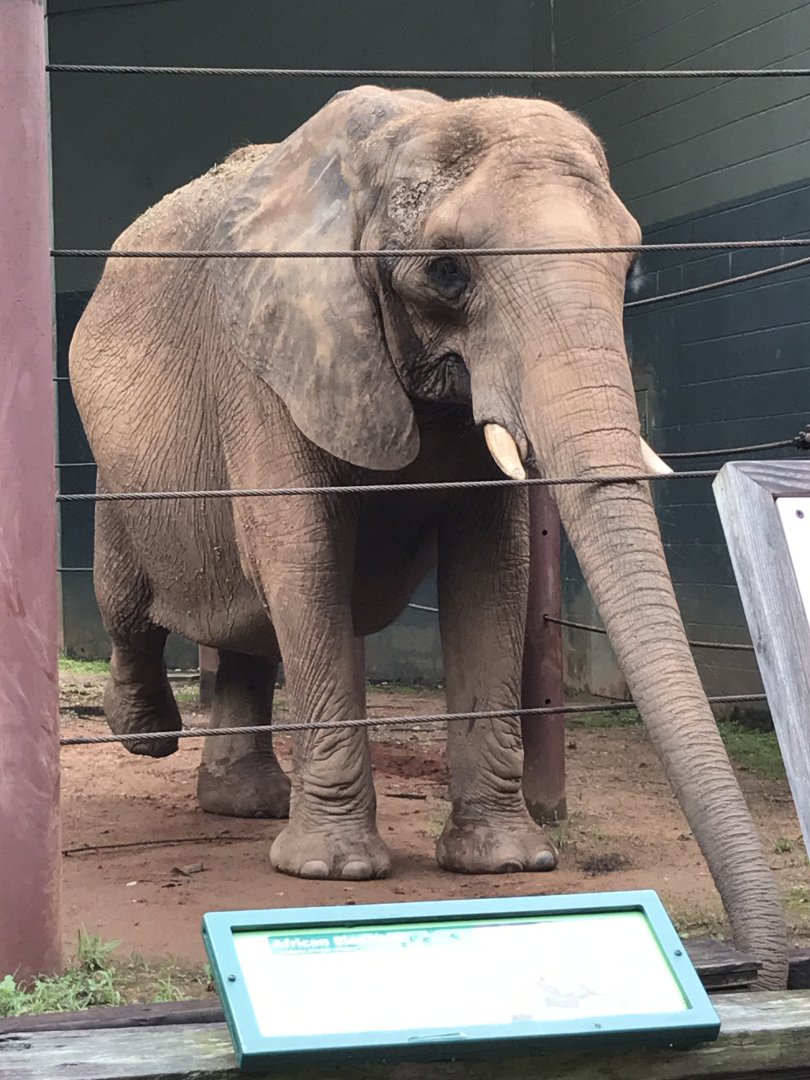 African elephant-Tara