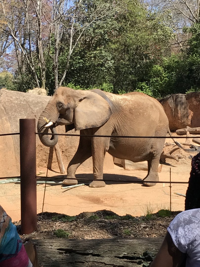 African elephant: Tara