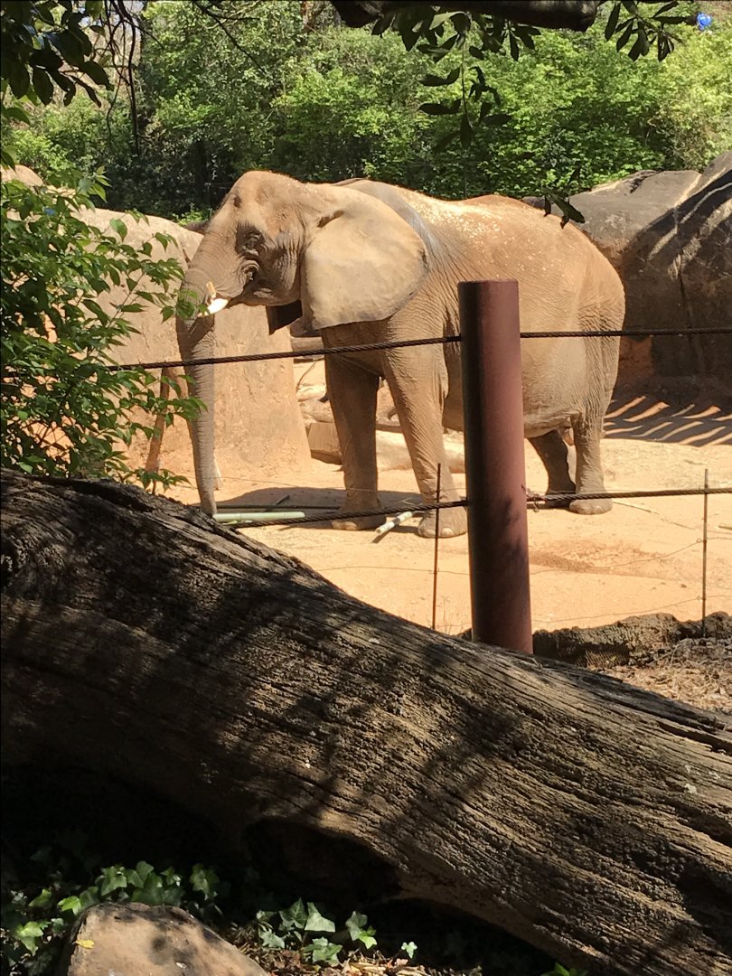 African elephant: Tara