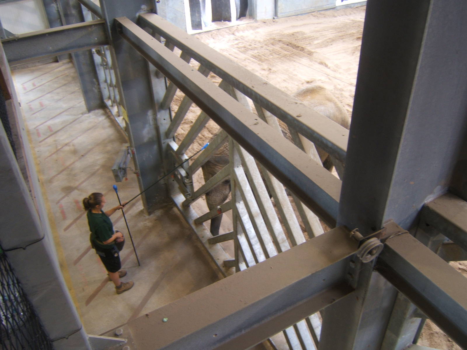 African Elephant target training