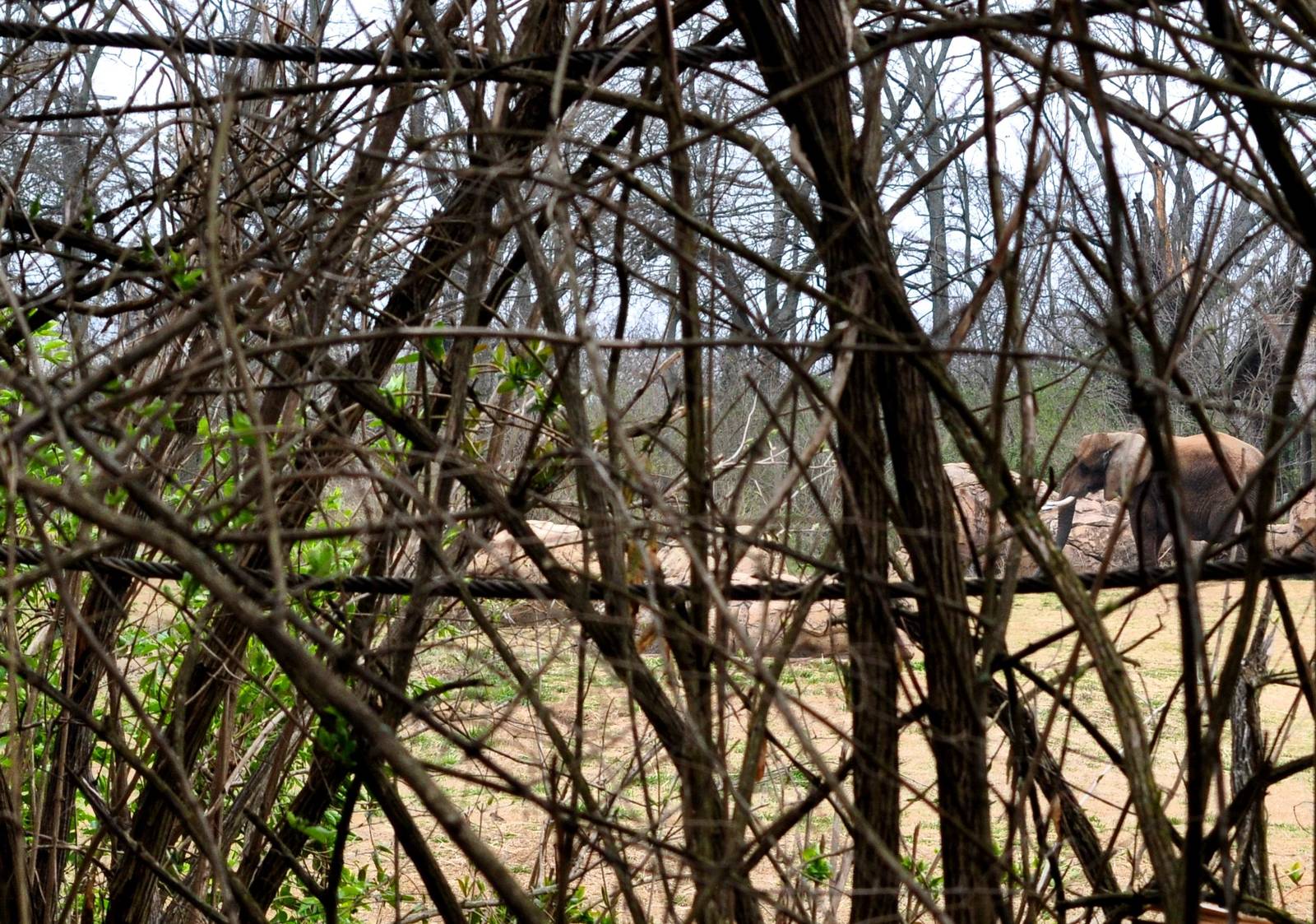 African Elephant through the brush