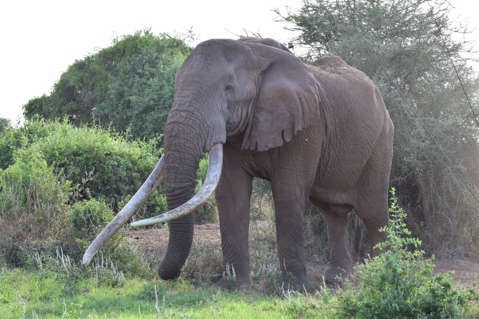 African elephant "Tim"