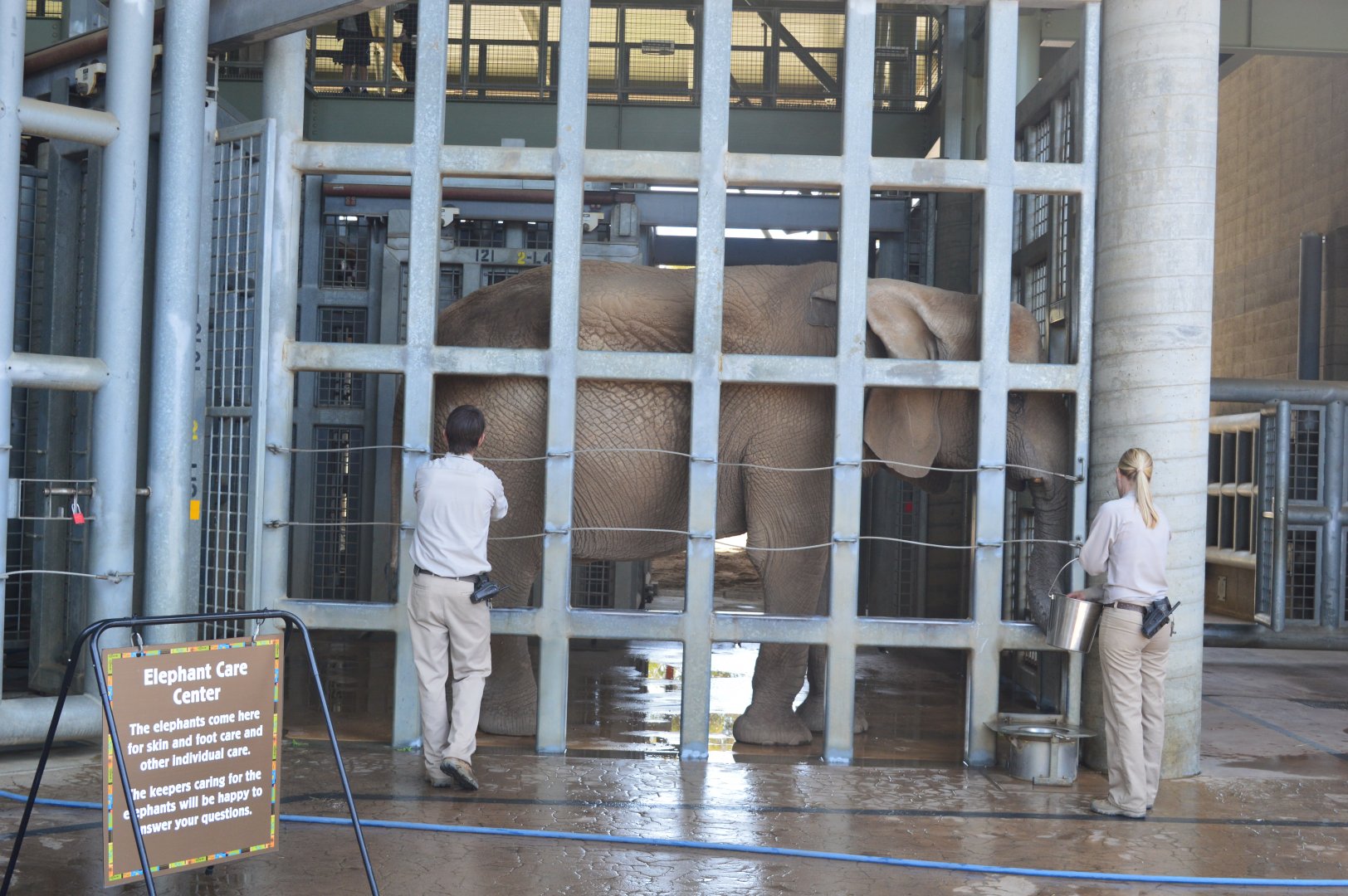 African Elephant Training/Care