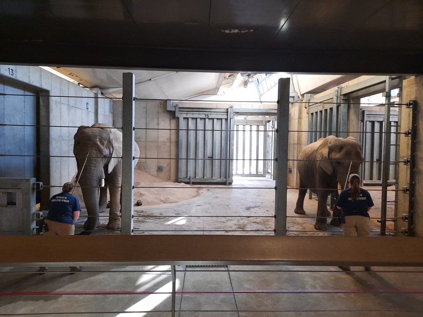 African Elephant Training Session