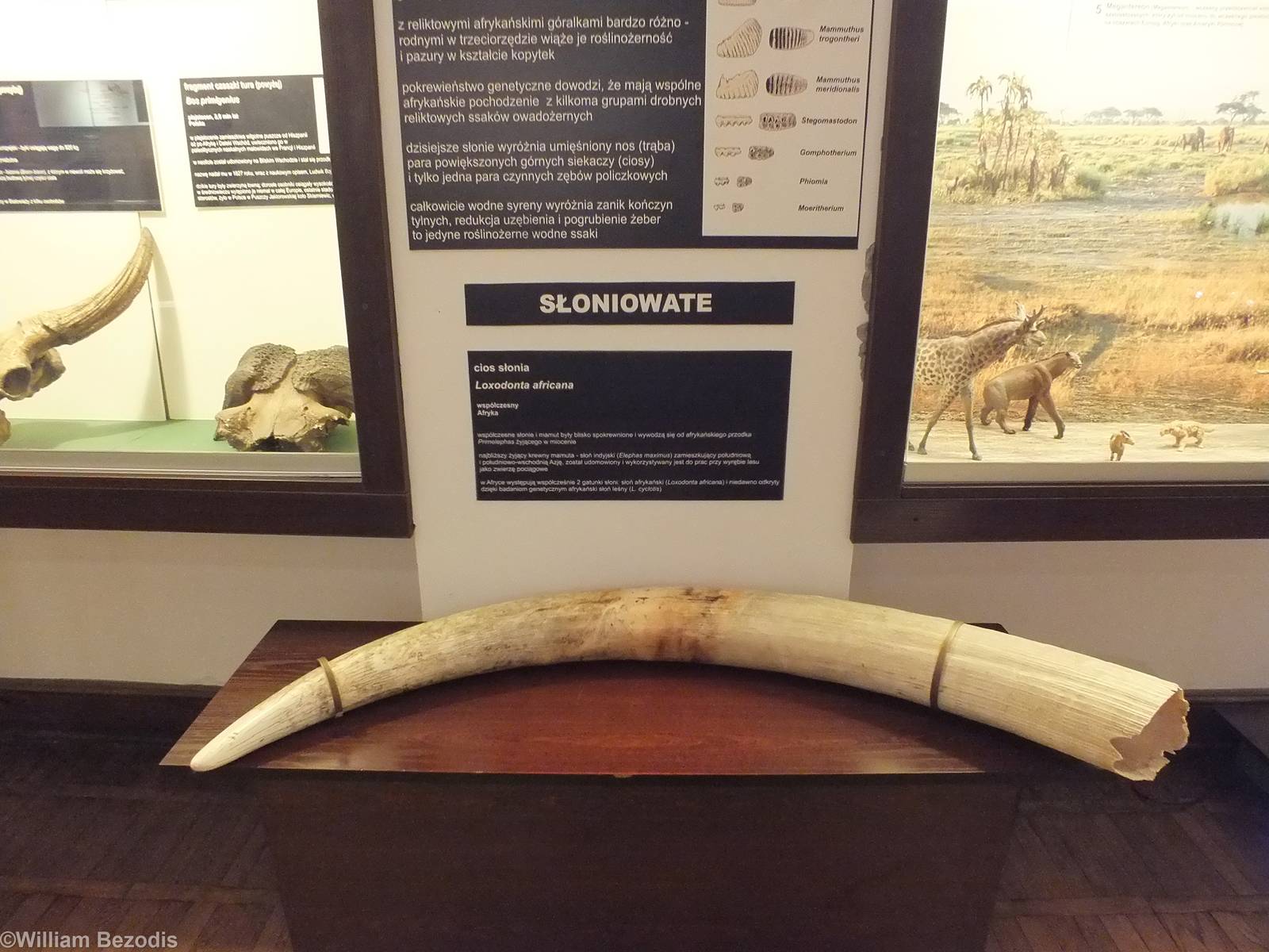 African Elephant Tusk- Warsaw Museum of Evolution