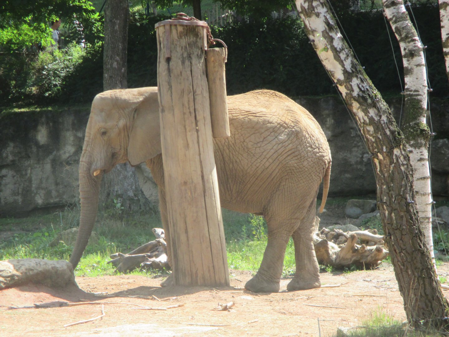 African elephant- Ulu