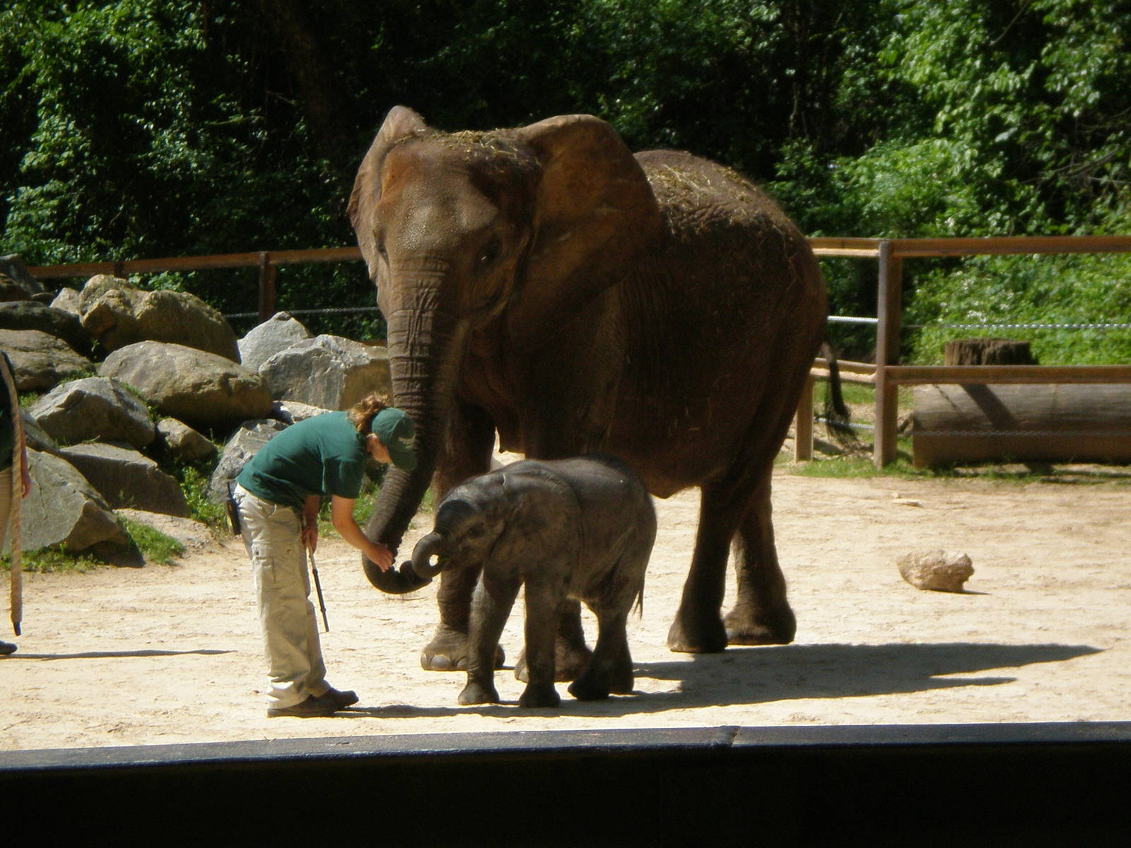 African Elephant w 2mnth baby- Maryland Zoo Late MAY08-Early JUN08