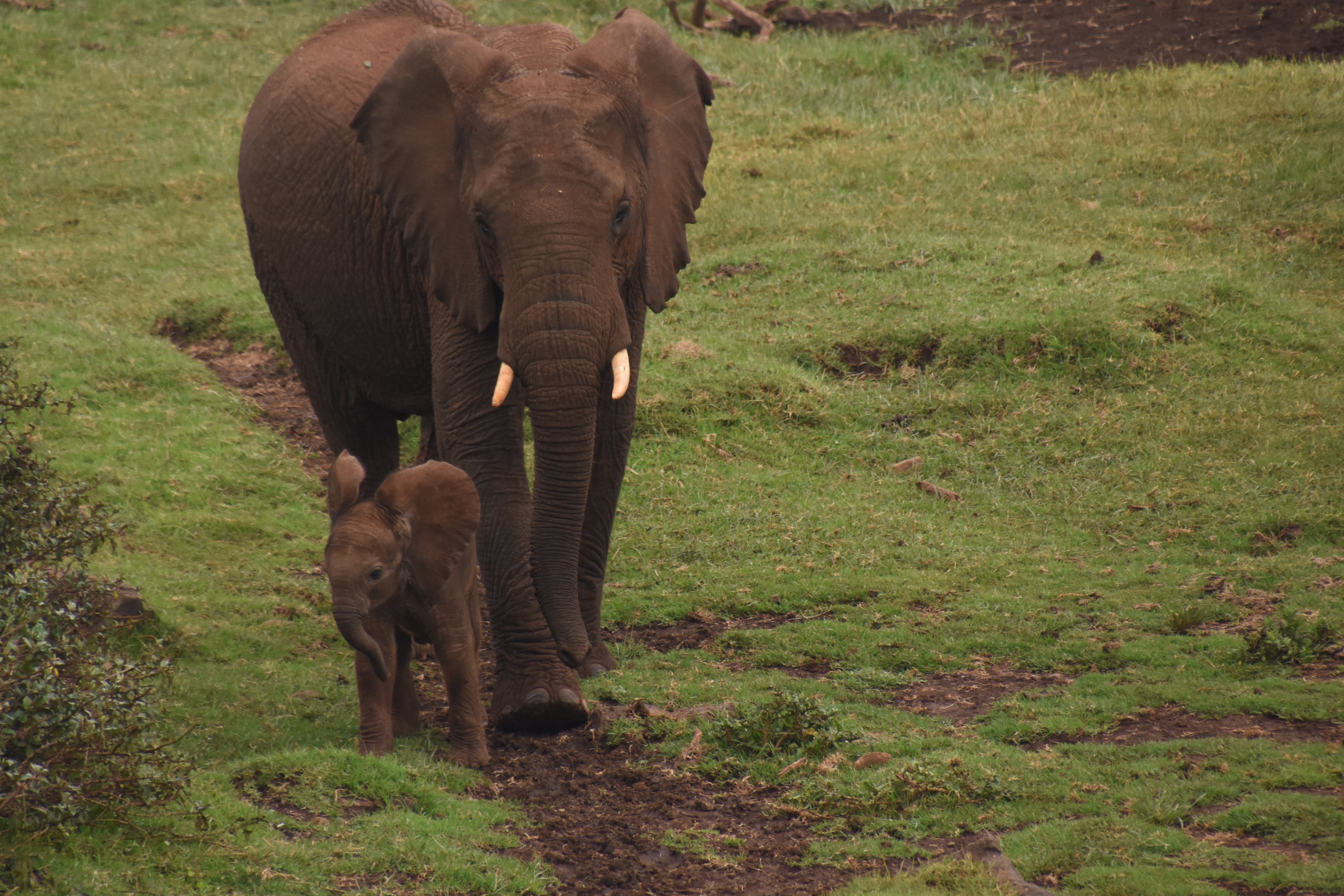African elephant with calf