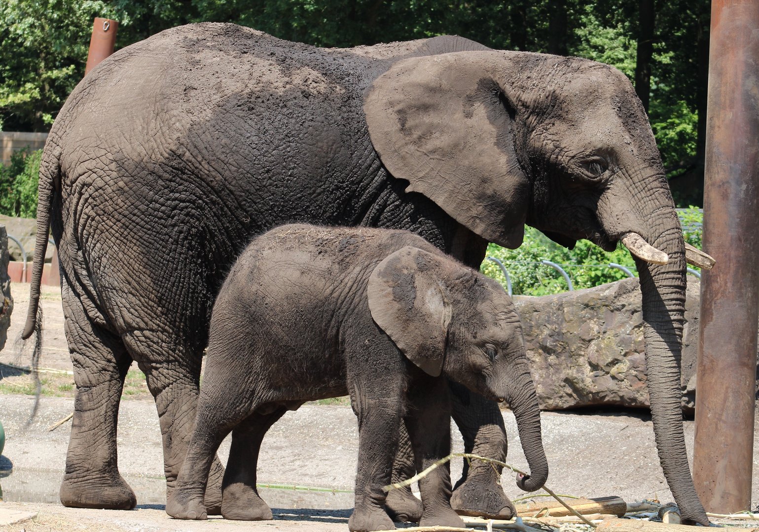 African elephant with calf