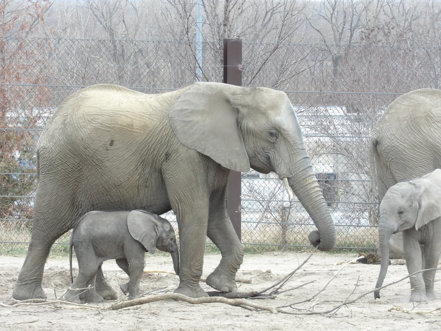 African Elephant with Calves