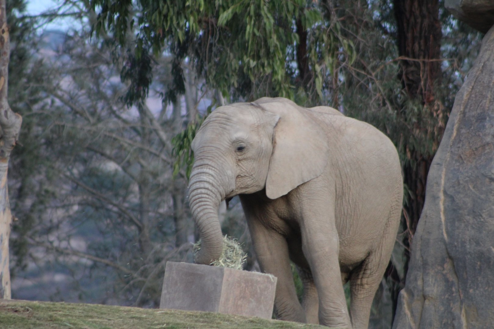 African Elephant with Enrichment Box