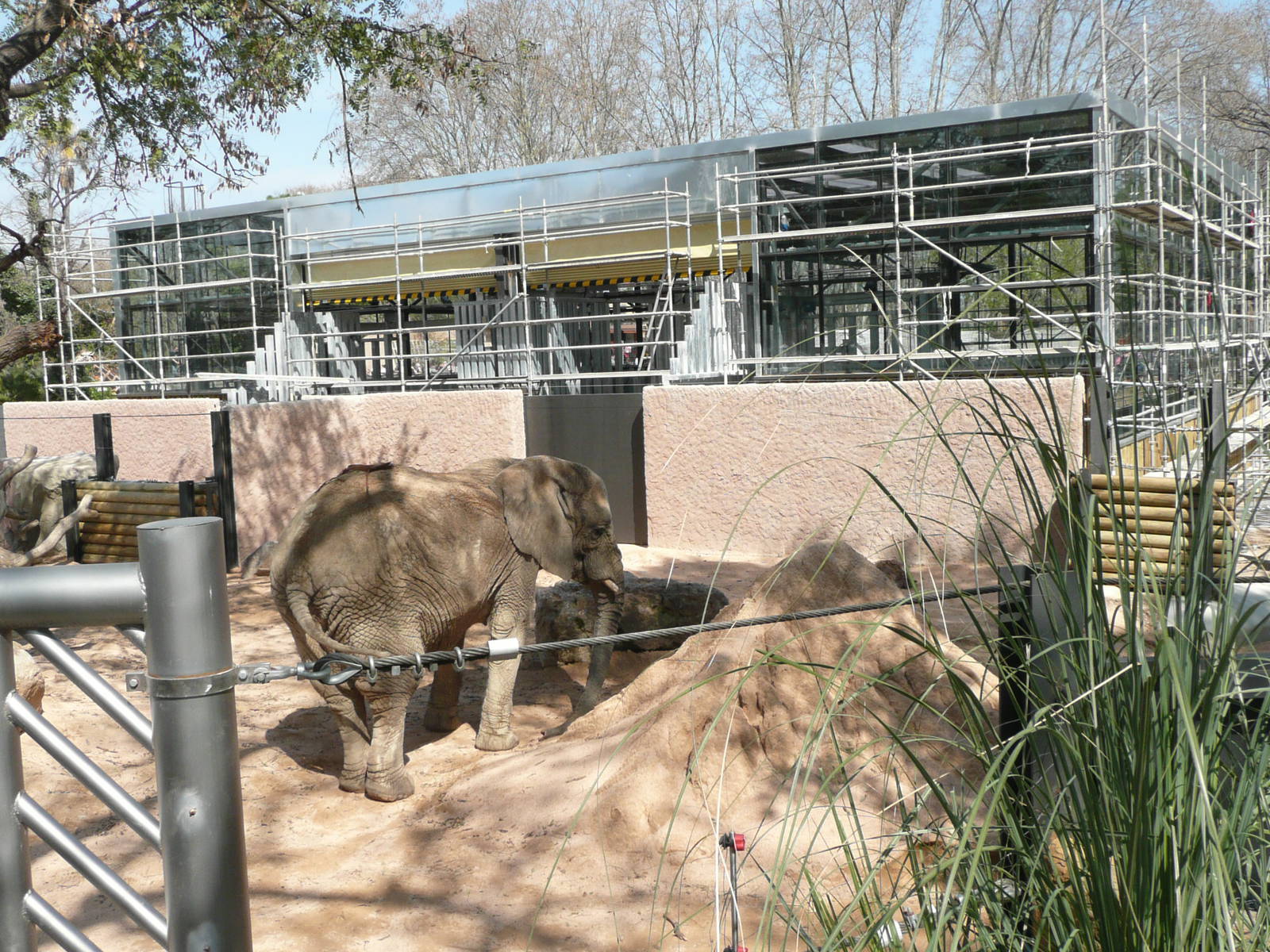 African Elephant with new house in background
