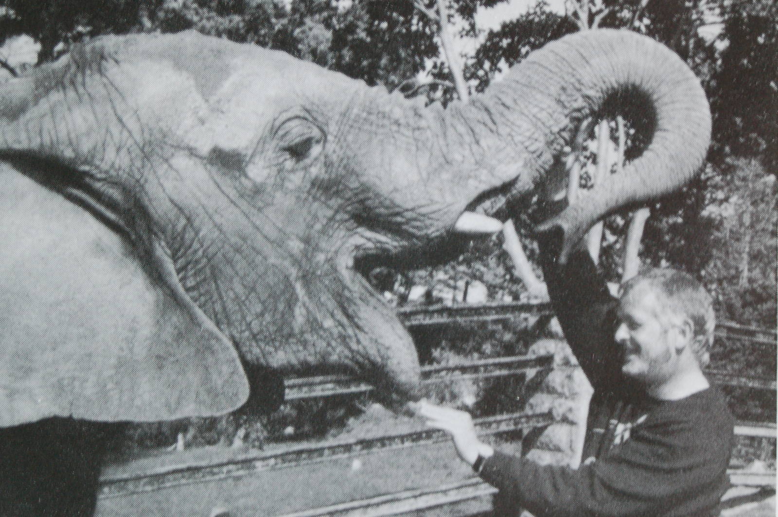African elephant with Noel Virtue