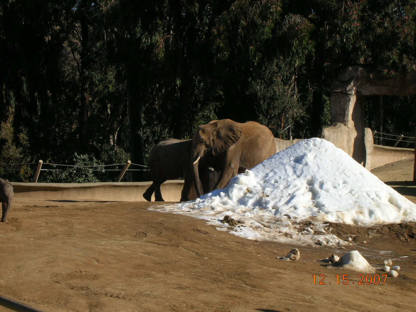 African Elephant with Snow