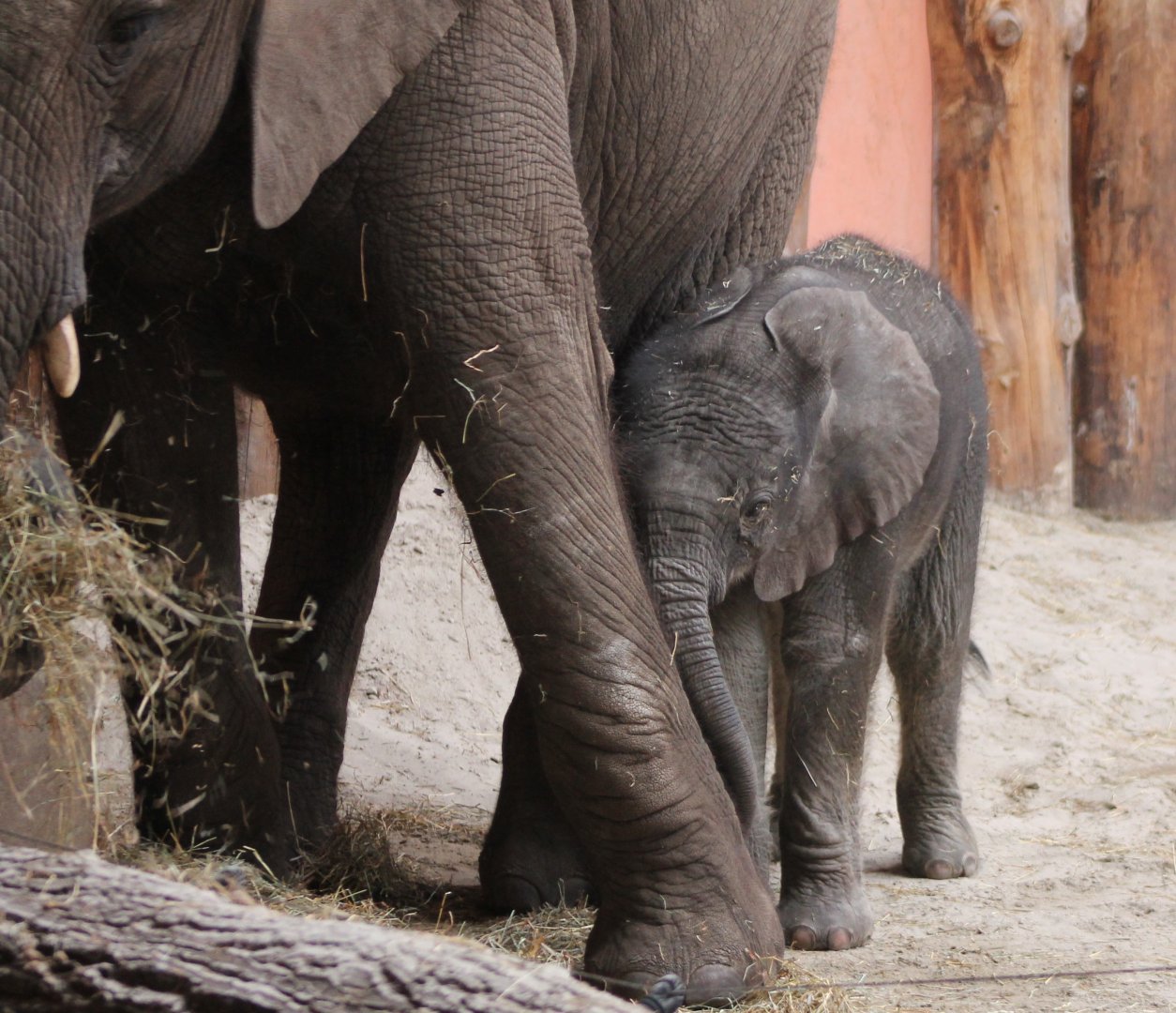 African elephant with young