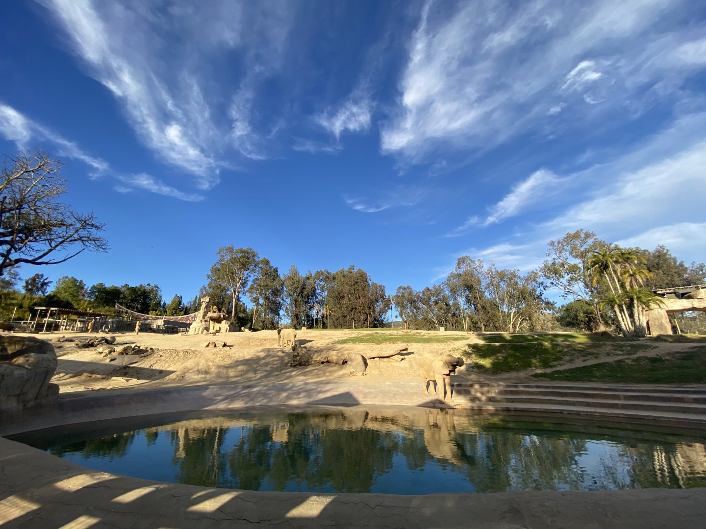 African Elephant Yard #1 - Elephant Valley