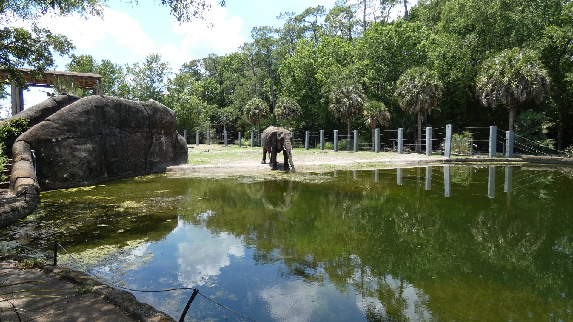 African Elephant Yard + Pool, Africa Loop - June 2022