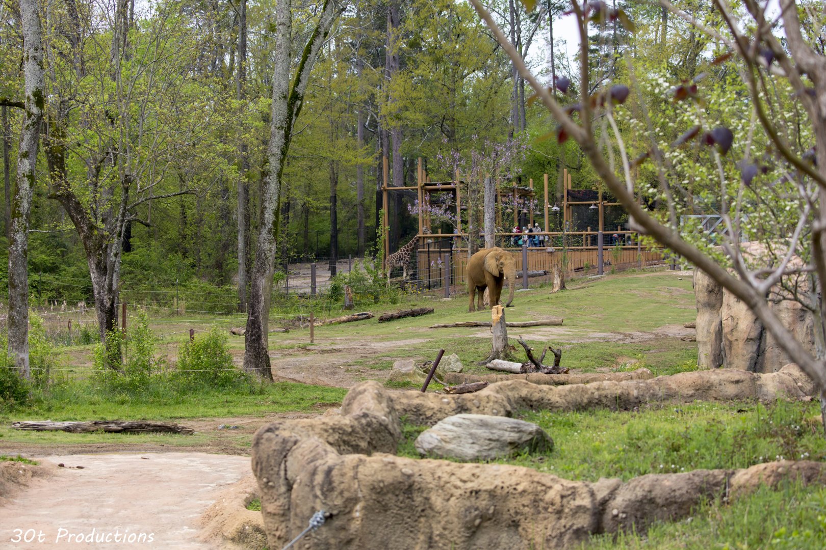 African Elephant yard with giraffe exhibit in the background
