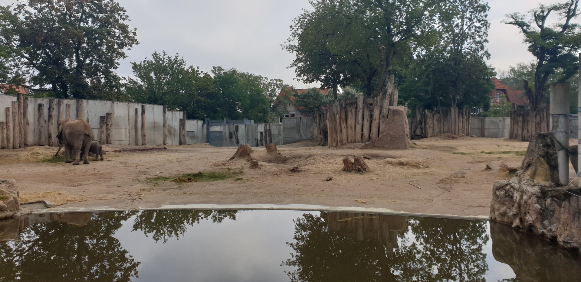 African Elephant yard