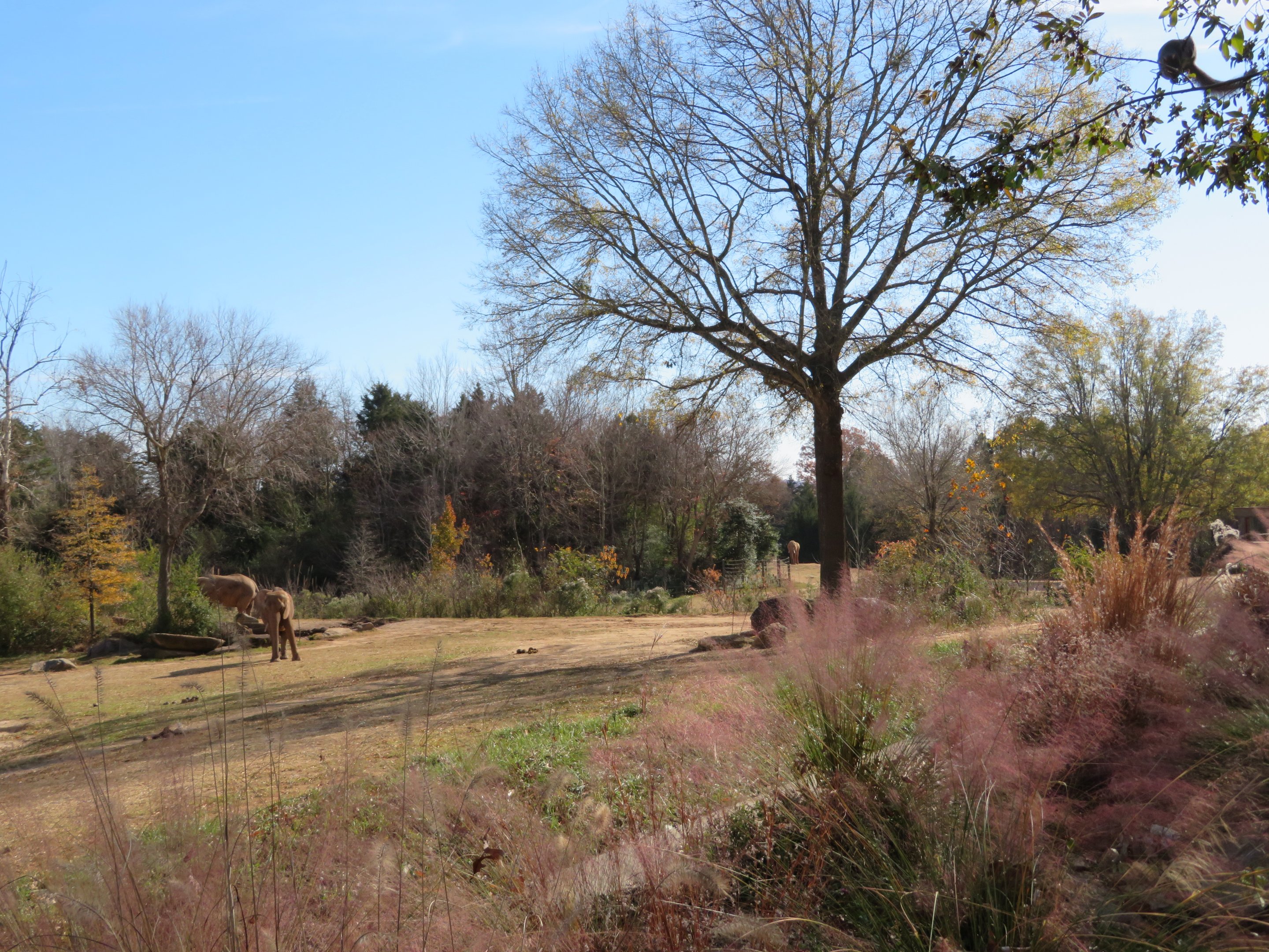 African Elephant Yard
