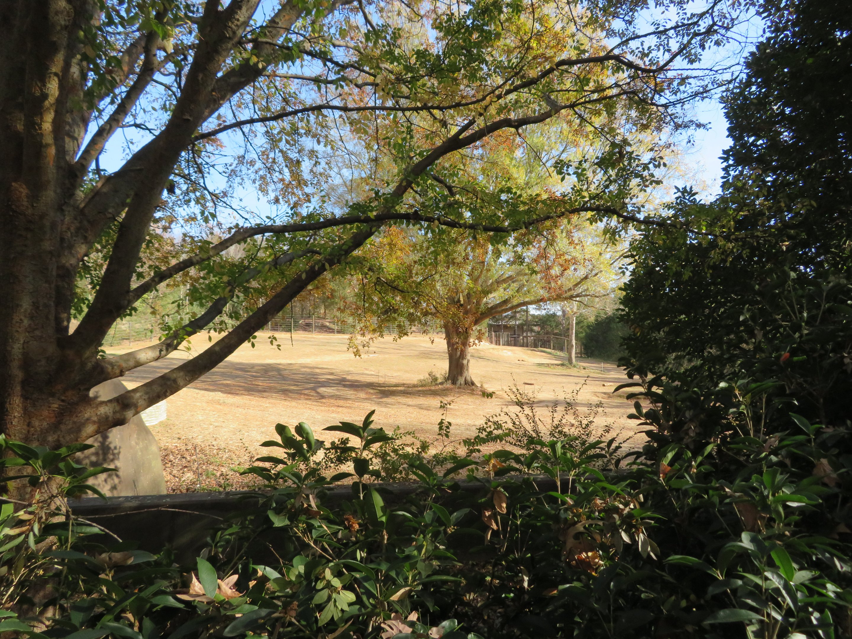 African Elephant Yard