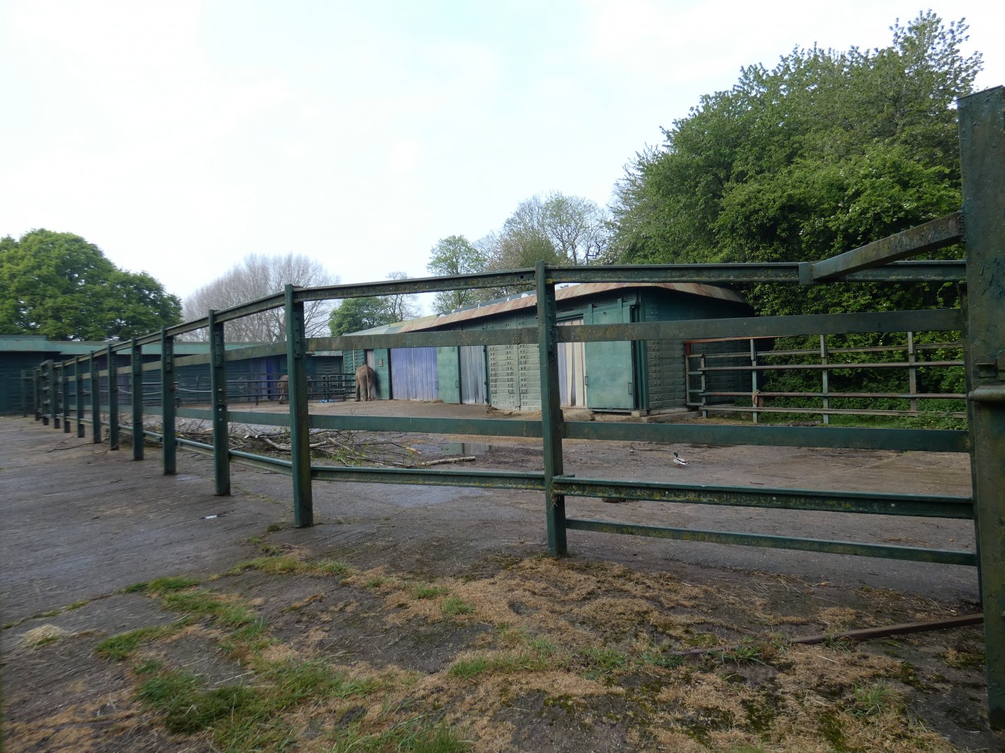 African elephant yard