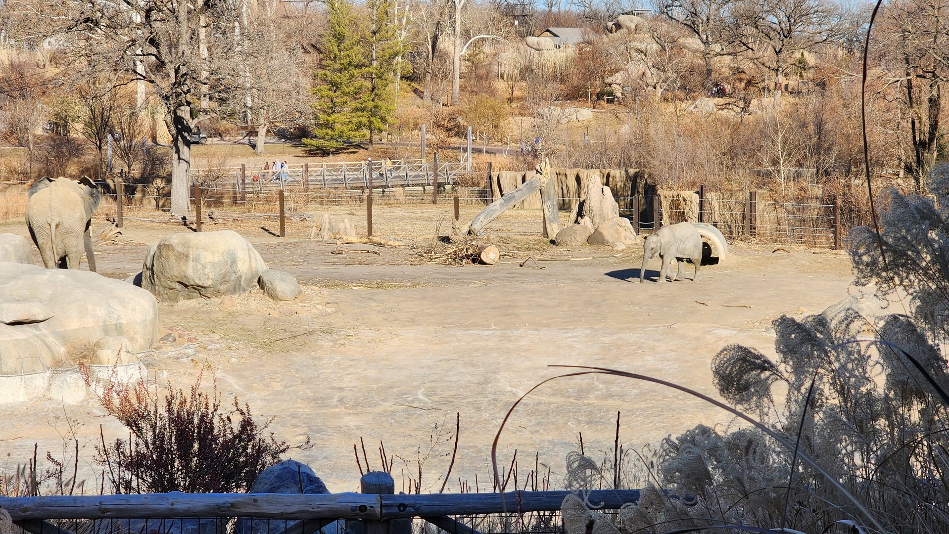 African Elephant Yard