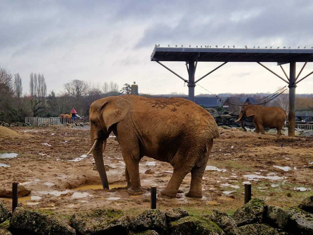 African elephant yard