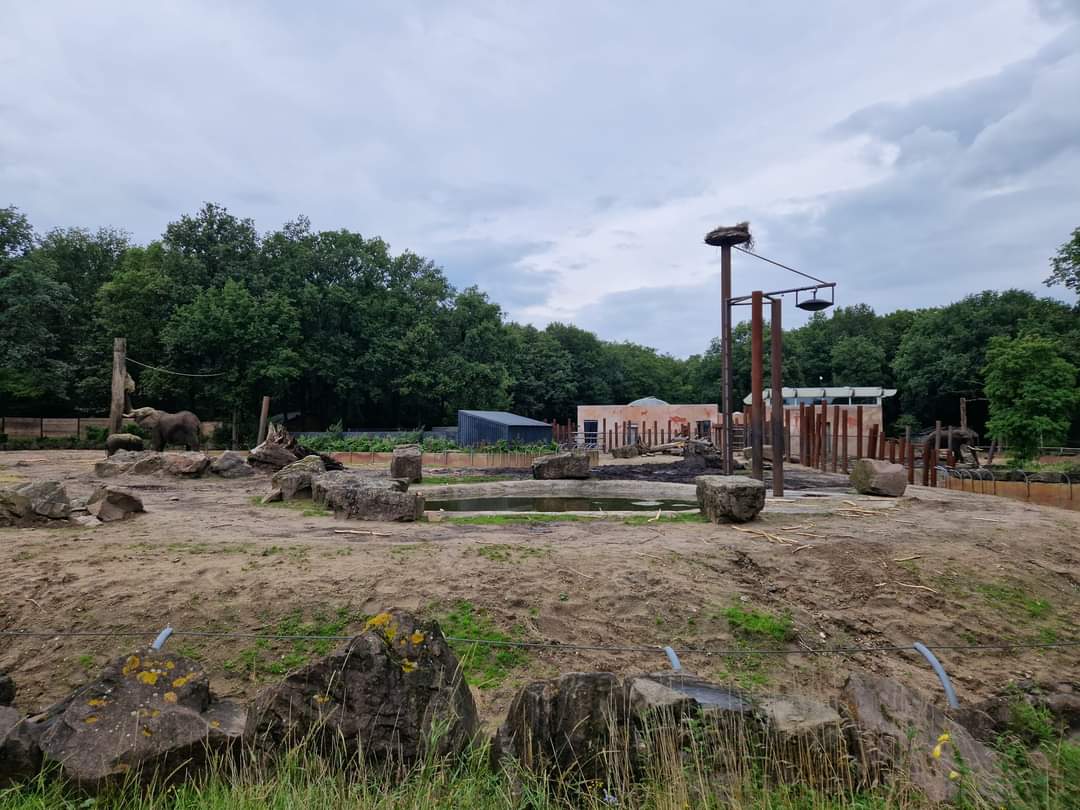 African Elephant yard