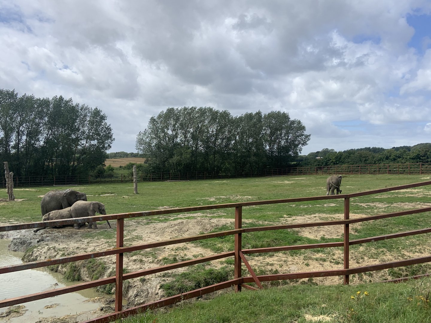 African elephant yard