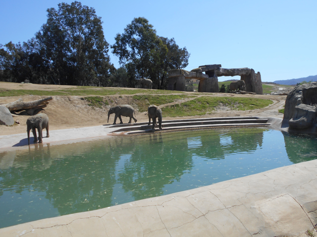 African elephant youngsters
