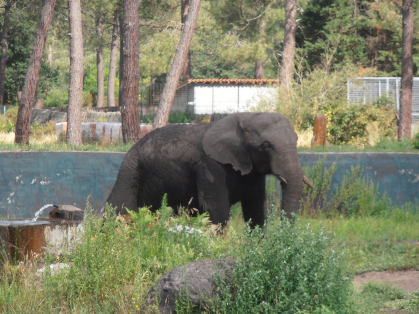 African elephant-Zoo Bassin D'Arcachon (2012)