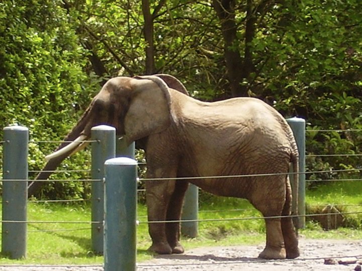 African Elephant