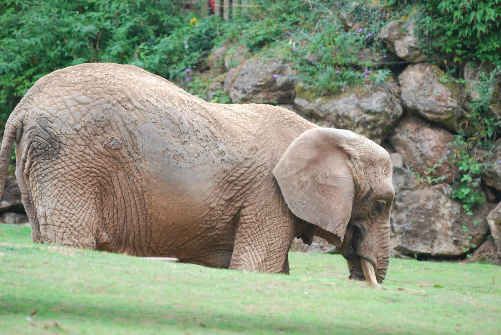African elephant
