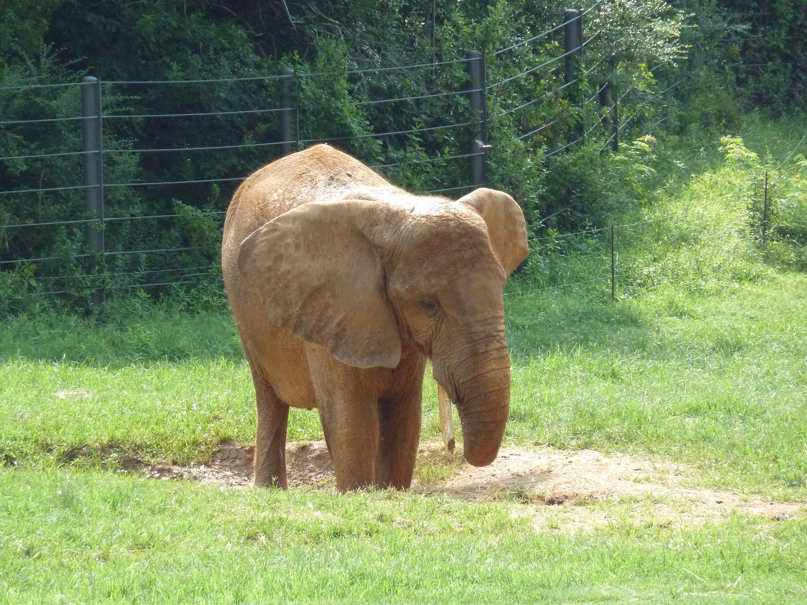African Elephant