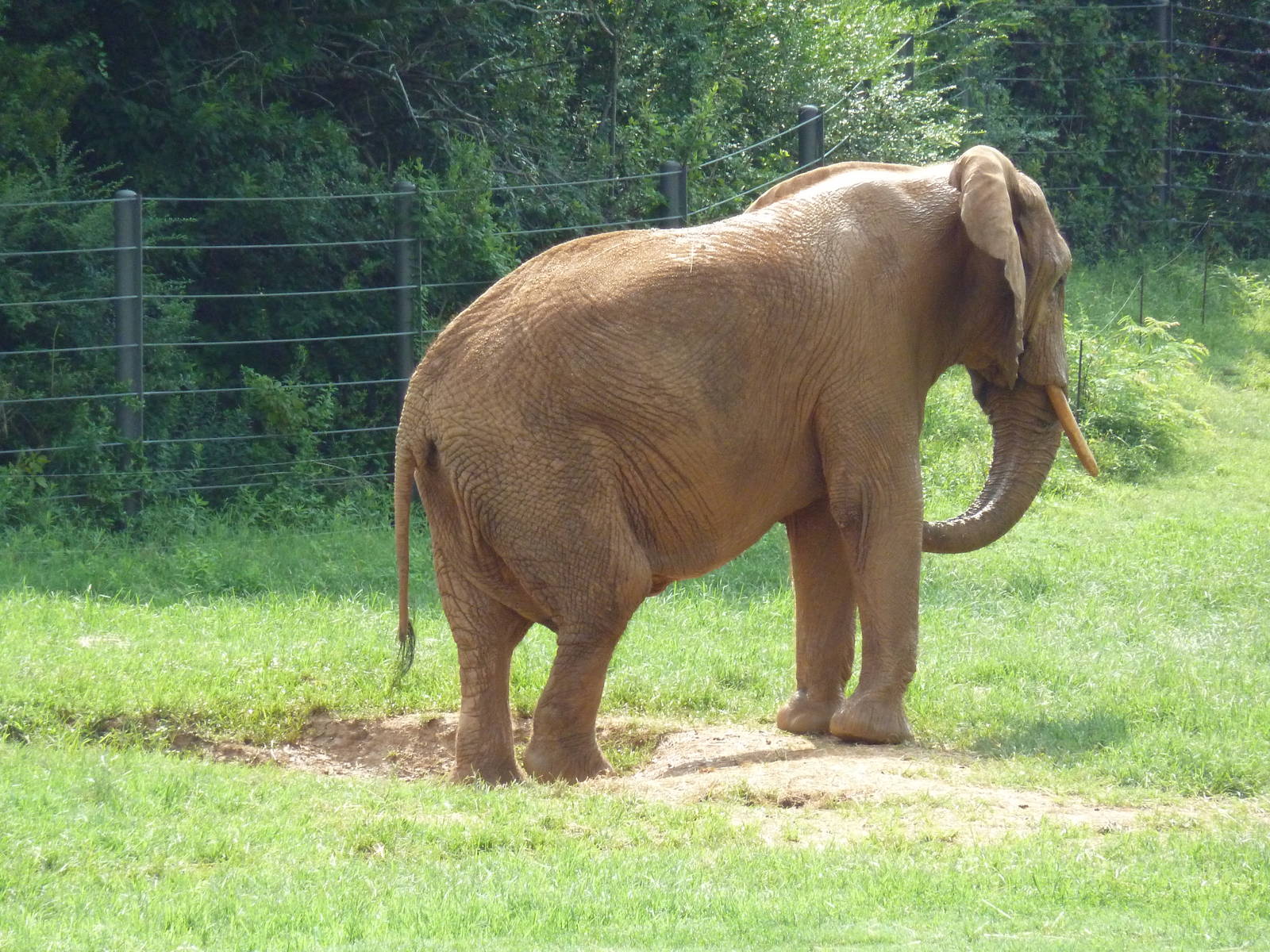 African Elephant