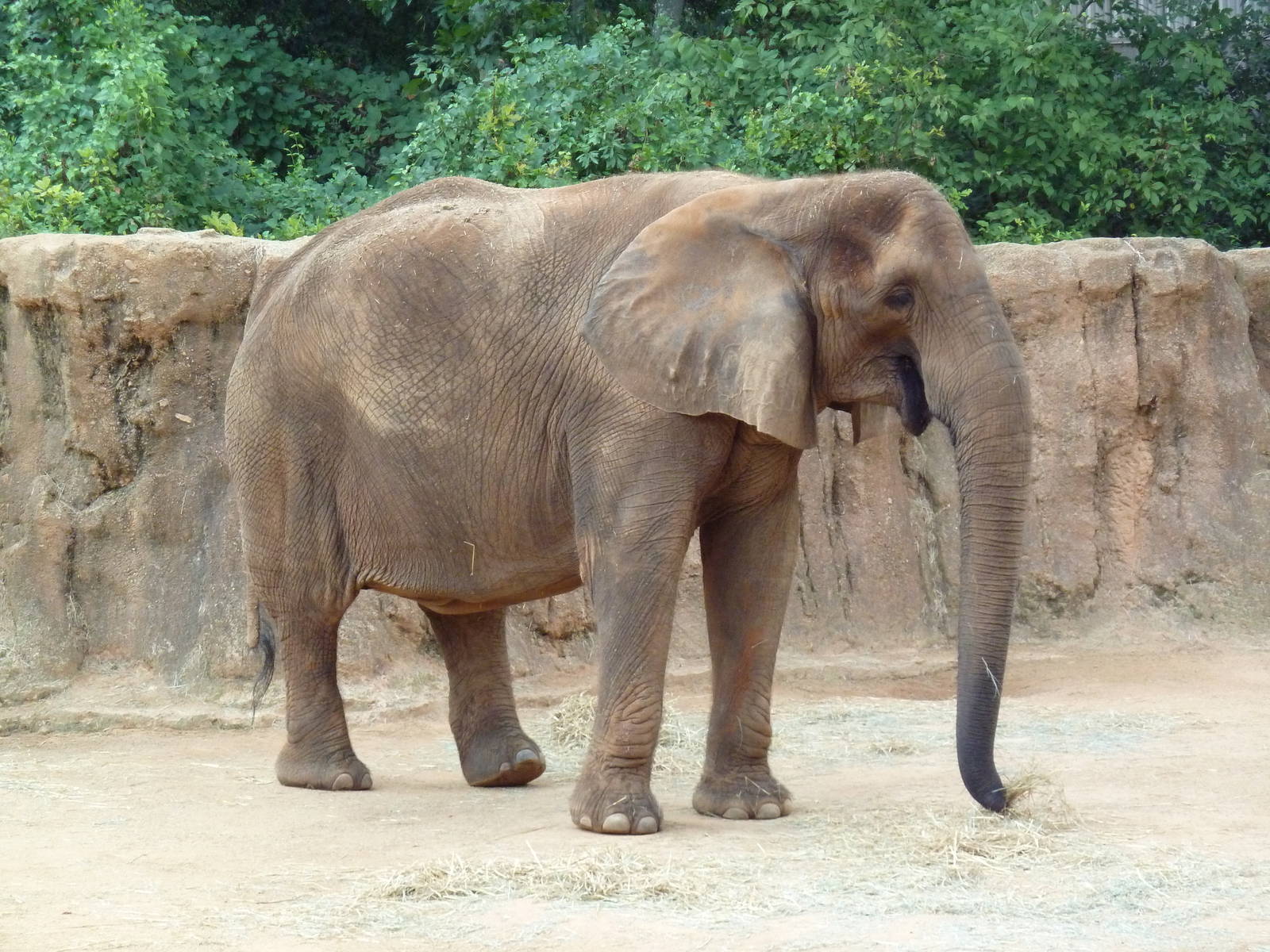 African Elephant