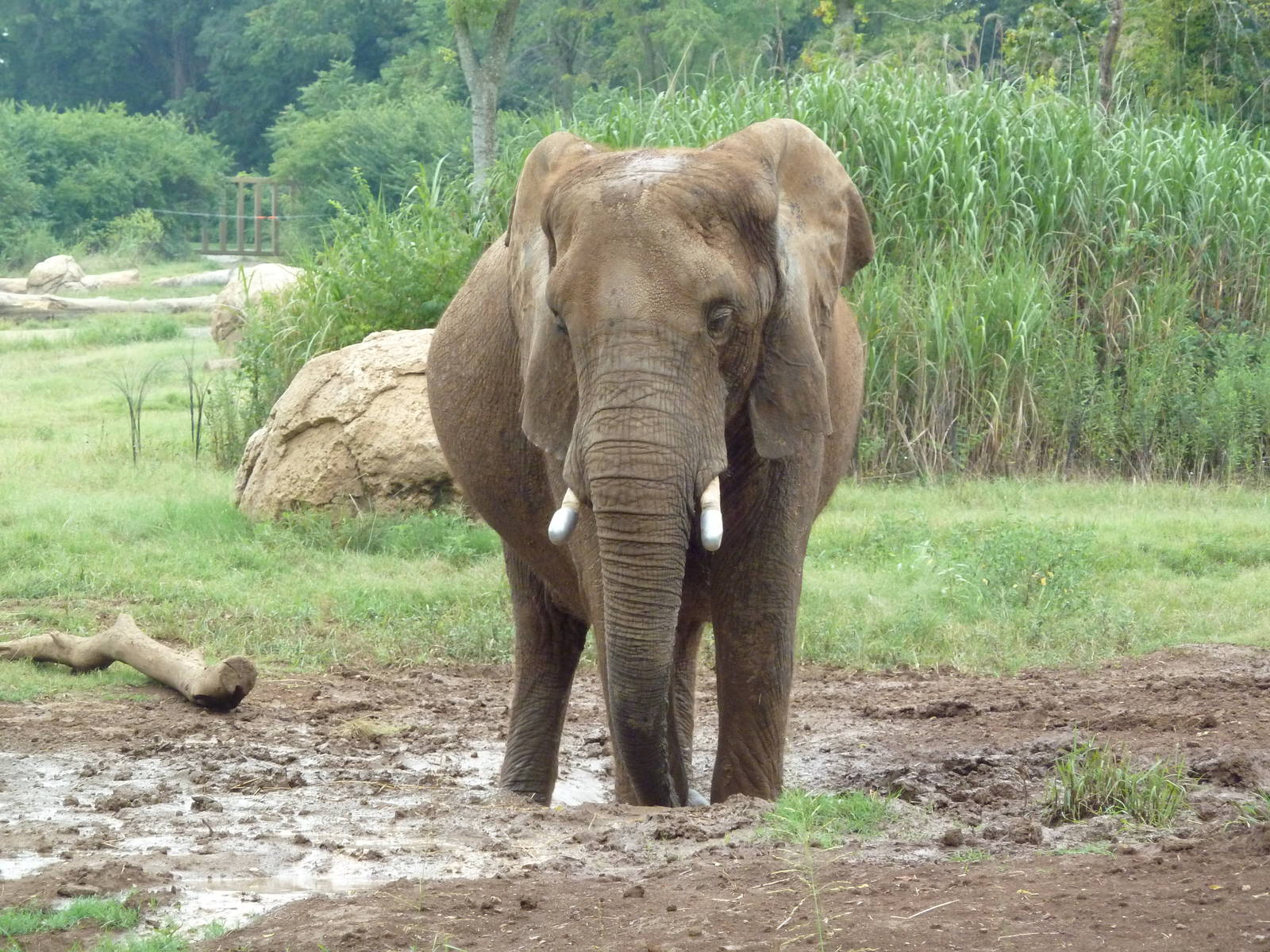 African Elephant