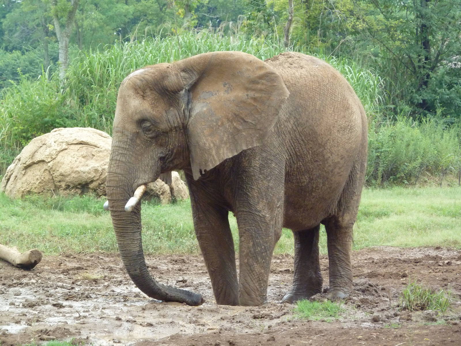 African Elephant