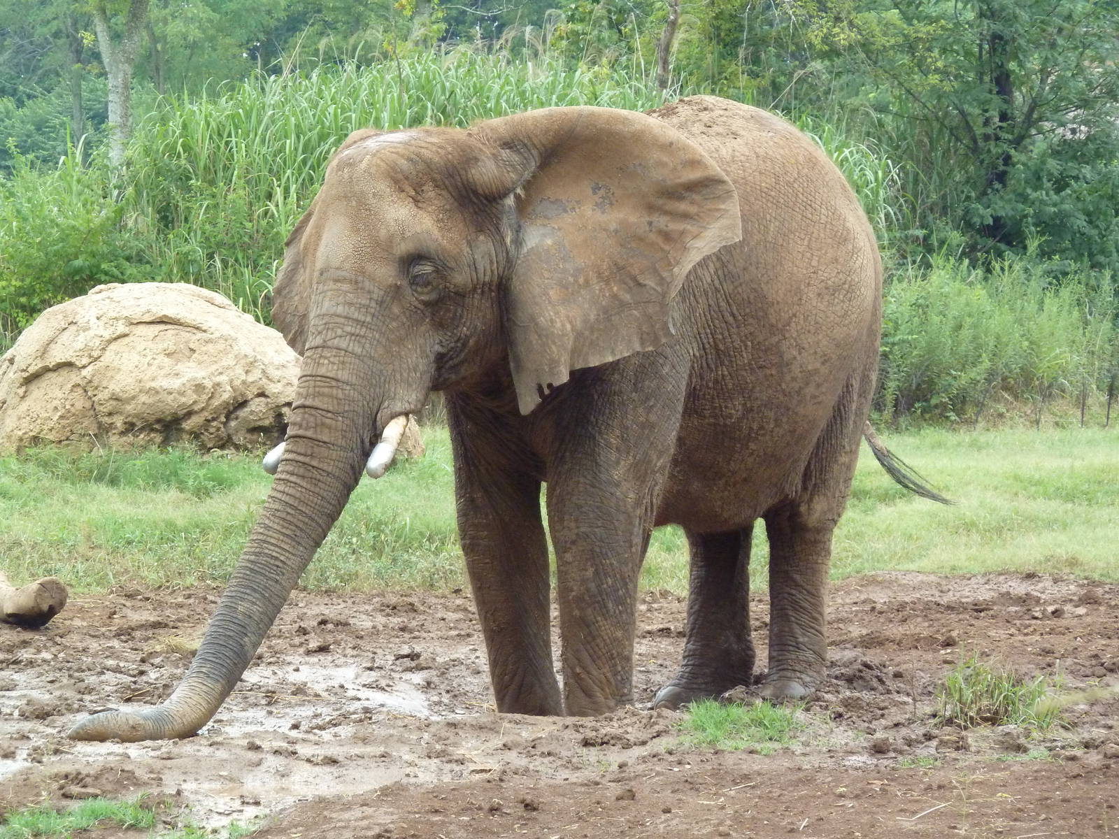 African Elephant
